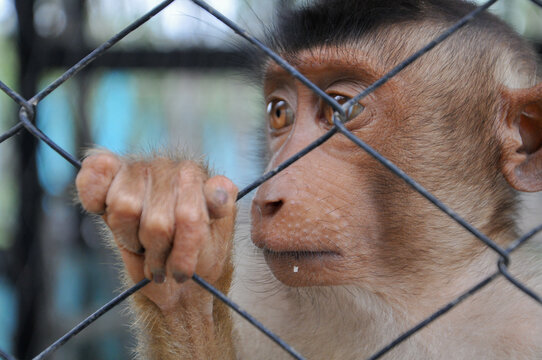 Portrait of a monkey in a zoo cage. Close-up - Powered by Adobe