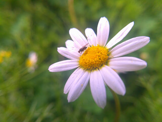 Fiore