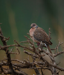 spotted dove on branch