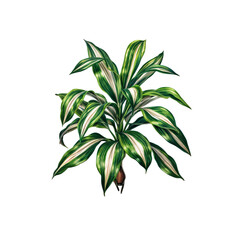 Fototapeta premium Exotic Plant Illustration: A detailed, artistic rendering of a vibrant, exotic plant with lush, variegated leaves. The image highlights the plant's unique form and intricate patterns.