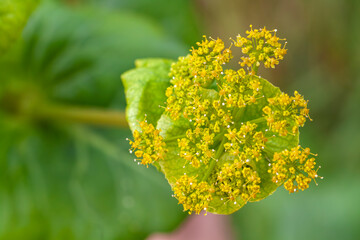 Smyrnium perfoliatum subspecies rotundifolium, Round-leaved Alexanders, Horse Parsley, Euphorbia-like biennial that will seed about. Lime-green flowers during late spring.