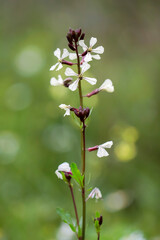 Arugula plant,(Eruca vesicaria), natural Eruca vesicaria flower, breakfast greens arugula plant