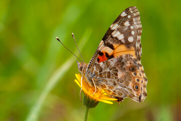 Butterfly in nature - Vanessa cardui