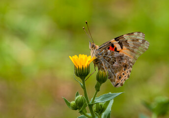 Butterfly in nature - Vanessa cardui