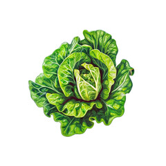 Obraz premium Fresh Cabbage Illustration: A vibrant, detailed illustration showcases a head of fresh cabbage, emphasizing its textured leaves and inviting viewers to experience its natural appeal.