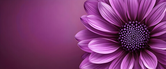Obraz premium Purple flower close-up, soft background, banner