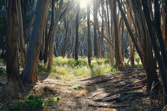 Sunlit forest path, coastal trees, tranquil scene, nature background, travel brochure
