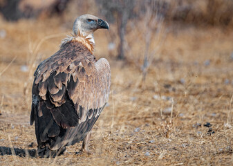 Eurasian vulture on ground 