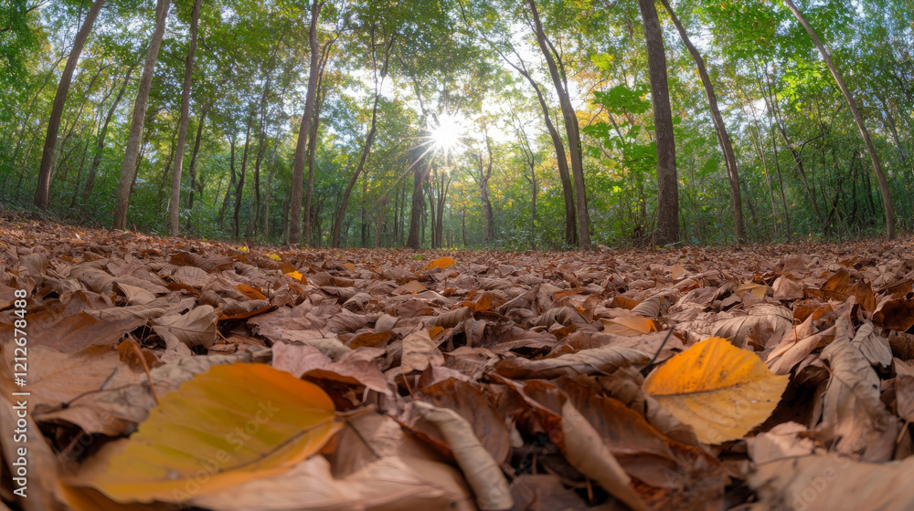 Poster wide angle view of dense forest in autumn, showcasing fallen leaves and sunlight filtering through t