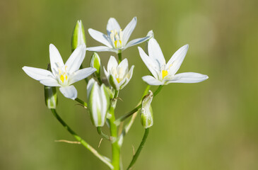 white flowers growing in the countryside