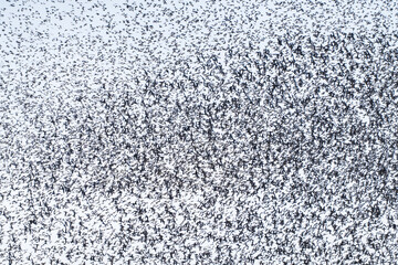 Baikal Teal flock dance in the sky