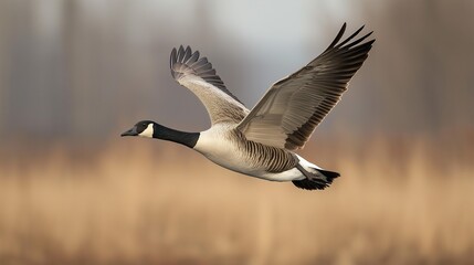 Fototapeta premium Canada Goose in Flight