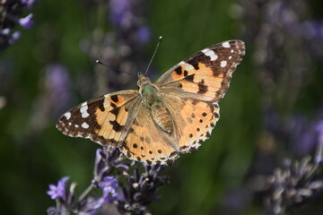 butterfly on flower
