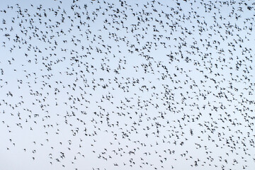 Baikal Teal flock dance in the sky