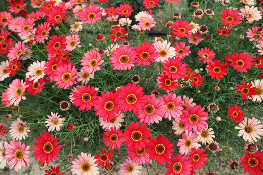 red and pink flowers argyranthemum frutescens Paris daisy maruerite daisy red deisy blooming flowers garden