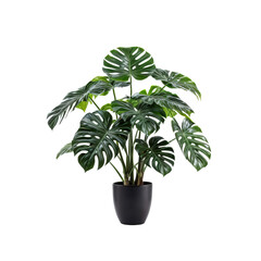 Monstera Plant in a black Pot: A vibrant monstera plant with its distinctive, large, hole-filled leaves stands tall in a sleek black pot.