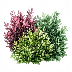 Obraz premium Three bushes with green leaves and red leaves