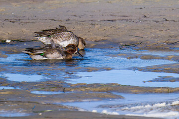 Krickenten Pärchen im Herbst an der Ostsee bei der Futtersuche
