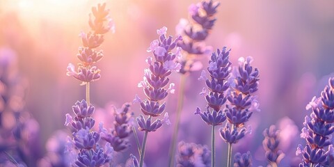 Obraz premium a gradient transitioning from lavender to blush pink, with the pastel tones fostering a serene and romantic atmosphere.