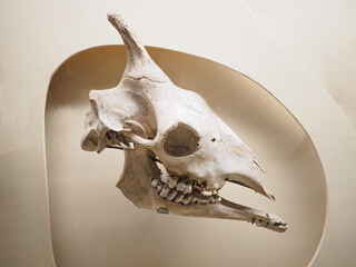 giraffe skull in the paleontological museum