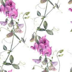 Hand painted watercolor illustration. A seamless floral pattern featuring wild sweet pea flowers.