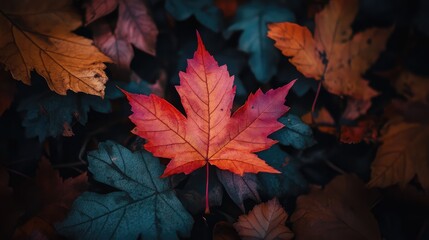 Colorful autumn maple leaves with vibrant red and orange hues scattered on dark forest floor, creating a rich seasonal tapestry in the woods.