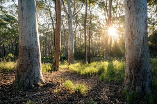 Sunset illuminating path through eucalyptus forest