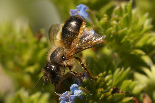 Closeup on a worn female Red mason bee, Osmia rufa on a blue flower in the garden - Powered by Adobe