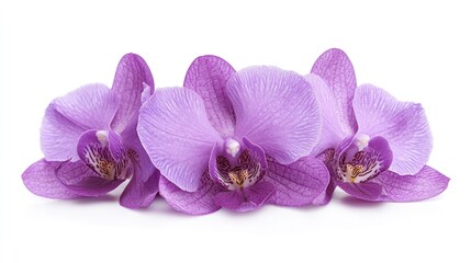 Vibrant violet orchid flowers in full bloom arranged gracefully on a clean white background for elegant floral design or decoration purposes