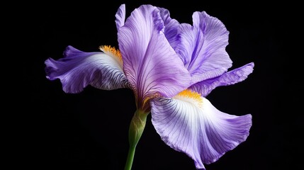 Elegant violet iris flower in full bloom against a striking black background showcasing its intricate petals and vibrant colors.