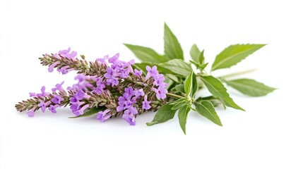 Vitex agnus-castus flowering plant with green leaves on a plain white background showcasing its vibrant purple blooms