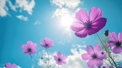 Obraz premium Vibrant violet flowers against a bright blue sky with fluffy clouds and sunlight creating a serene natural landscape scene