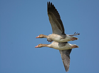 grey leg geese flying