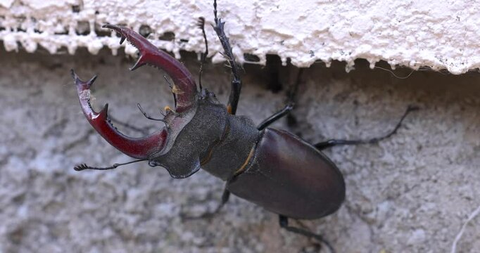 Stag beetle crawling on wall, insect nature close up