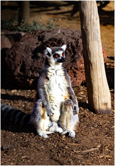 lemur anillado © david
