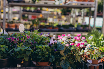 Colorful violets for the garden and backyard are sold at the spring market, adding seasonal charm