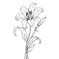 Monoline Handdraw Flower