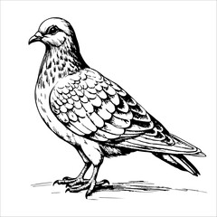 pigeon standing, side view, on white background
