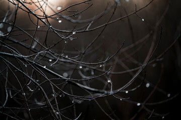 pretty rain drops on the branches fine art nature photography