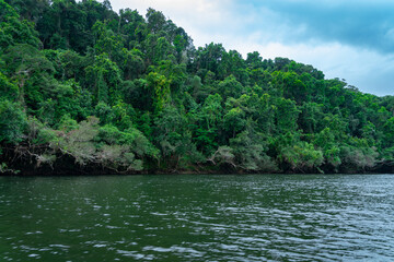 Magischer Daintree Regenwald, Australien – Grüne Wildnis im ältesten tropischen Regenwald der Welt"