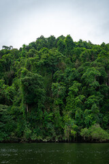 Magischer Daintree Regenwald, Australien – Grüne Wildnis im ältesten tropischen Regenwald der Welt"