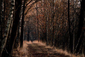 Obraz premium De Peel Griendtsveen The Netherlands landscape pretty grass birch trees 