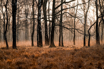 De Peel Griendtsveen The Netherlands landscape pretty grass birch trees 