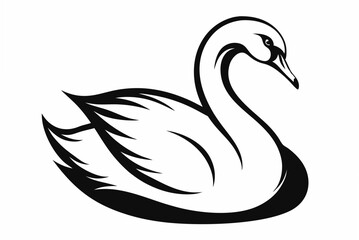 black and white swan