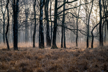 De Peel Griendtsveen The Netherlands landscape pretty grass birch trees 