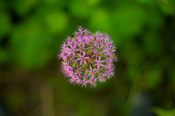 Kulka fioletowych kwiatów z rozmytym zielonym tłem