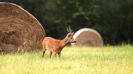 Roe deer buck on the lookout in a clearing with haystack after the rain. Capreolus capreolus,...