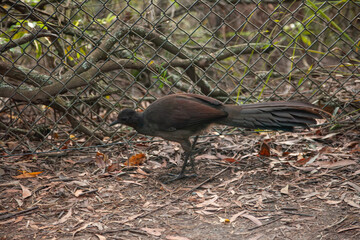 Leierschwanz Vogel bei den Fitzroy Falls in NSW Australien.