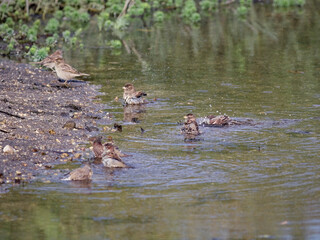 Flock of sparrows taking bath