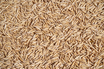 Abundant harvest of organic oat grains displaying natural texture and golden hue.